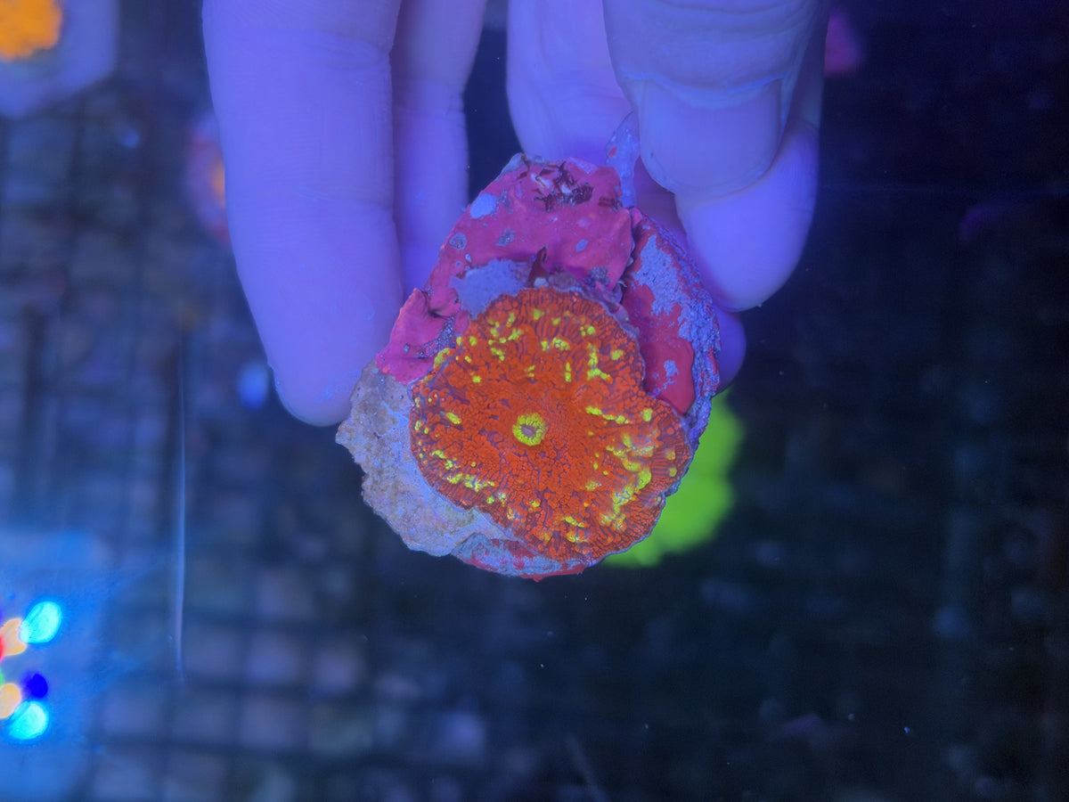SP Mushroom