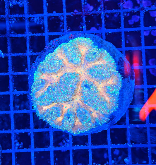 Rainbow lobo / symphillia clearance