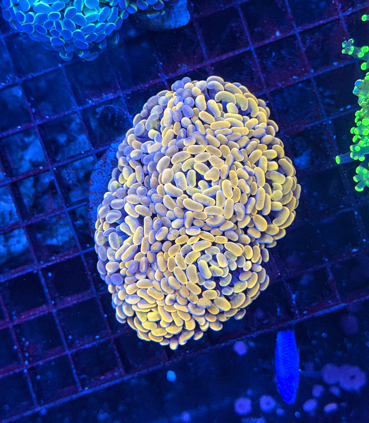 SP hammer colony clearance