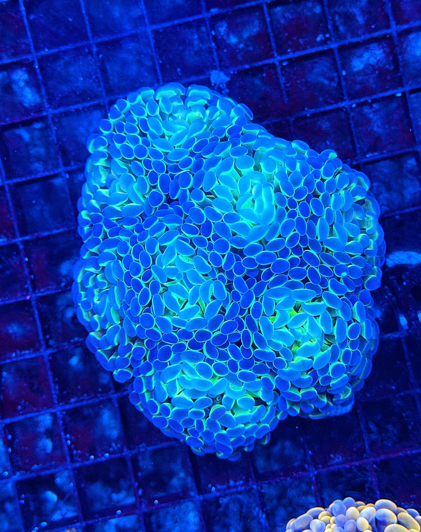 SP hammer colony clearance