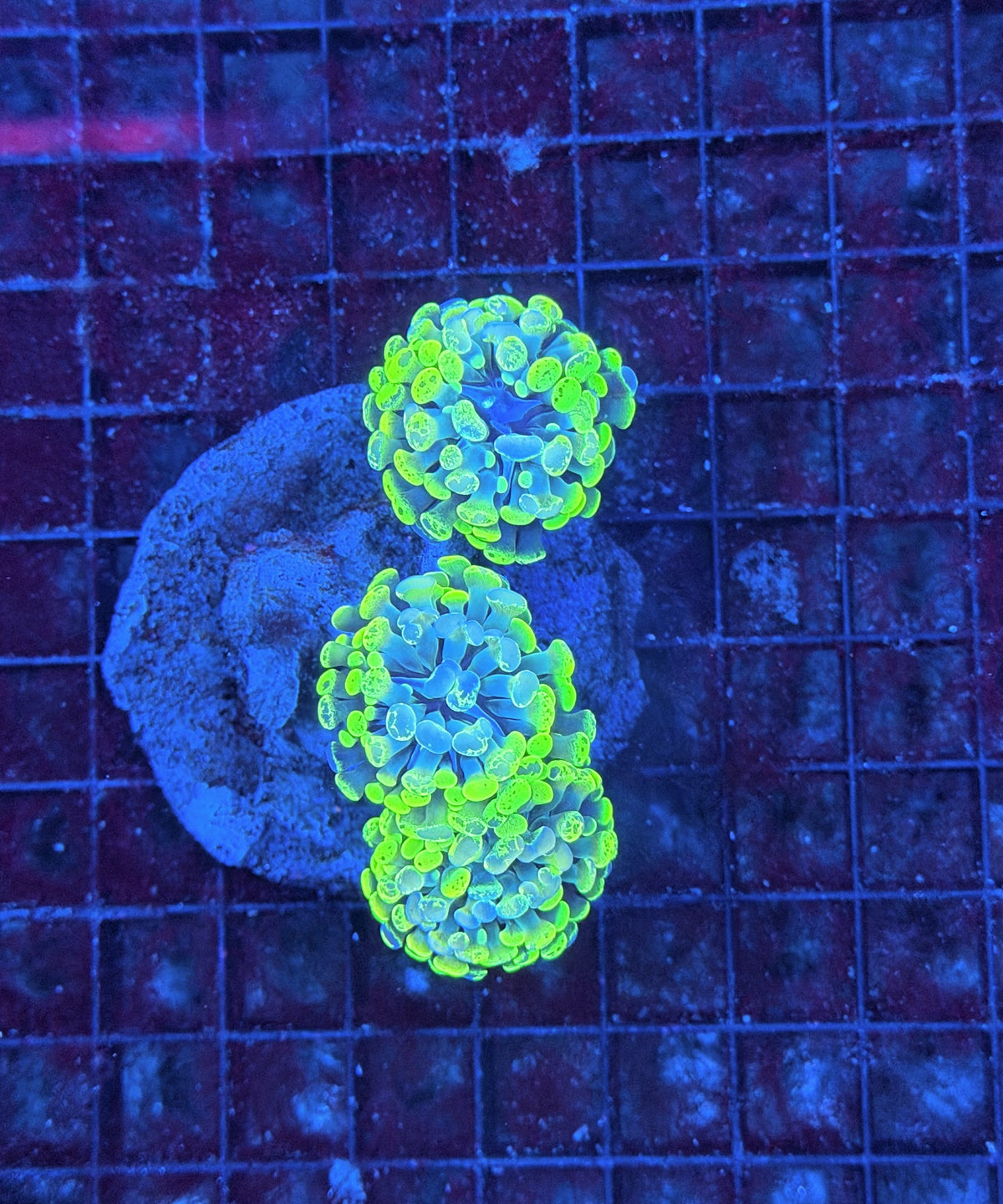 SP hammer colony clearance