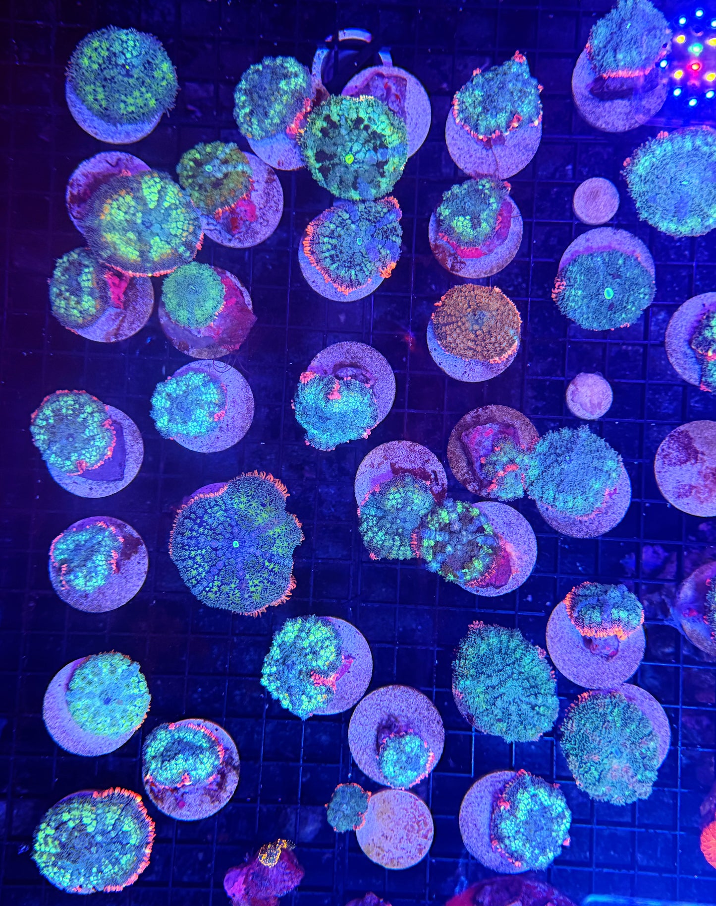 Rainbow Frankie mushrooms XL (non wysiwyg)