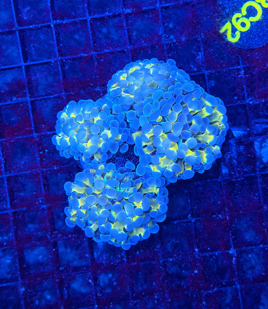 SP hammer colony clearance