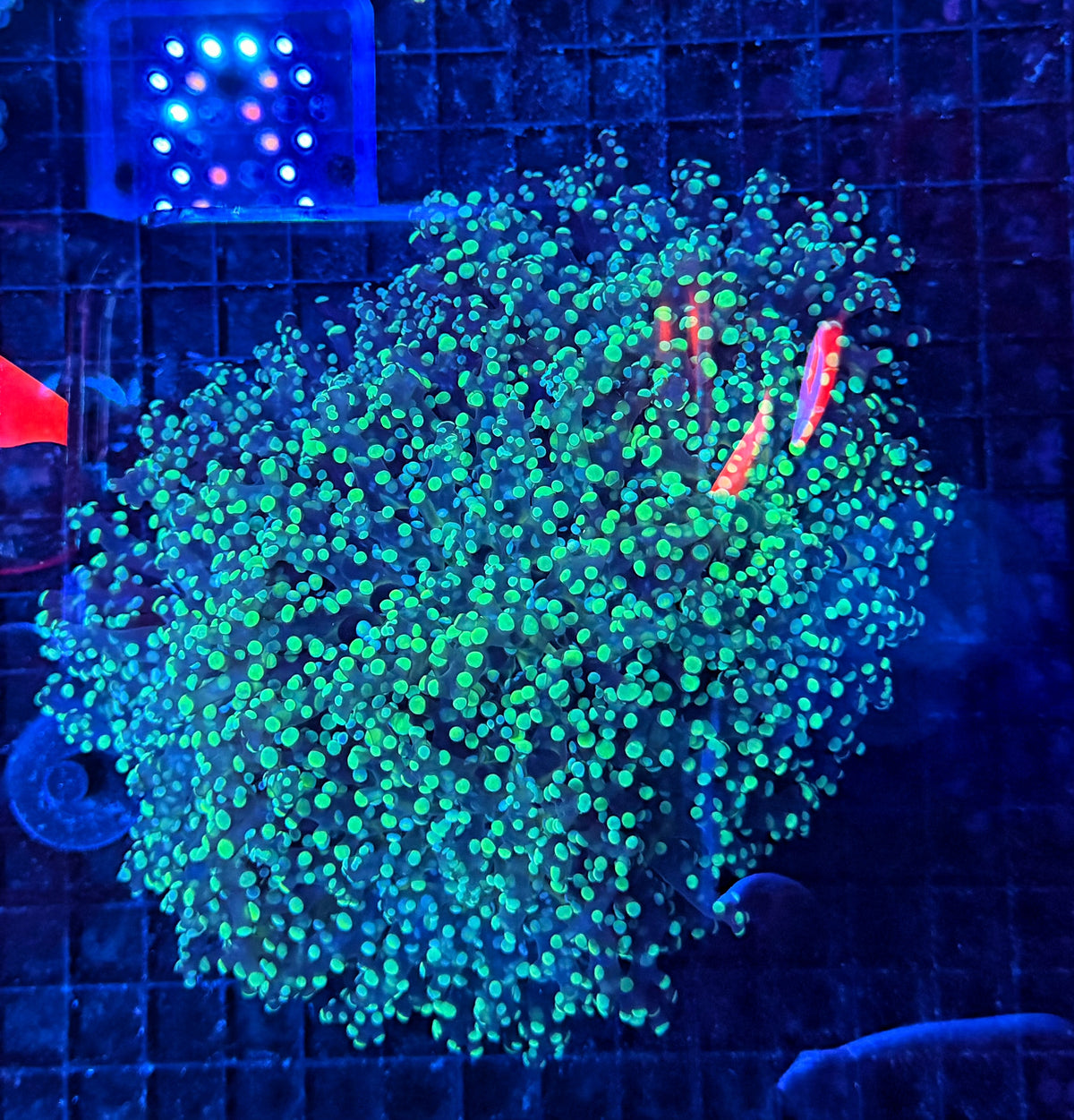 Frogspawn clearance
