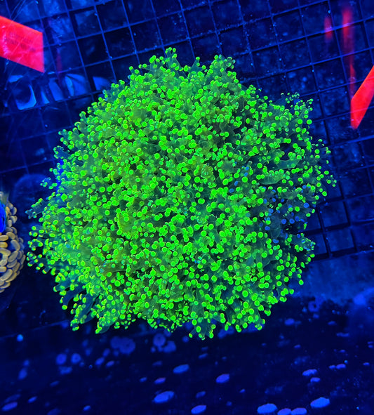 Frogspawn clearance