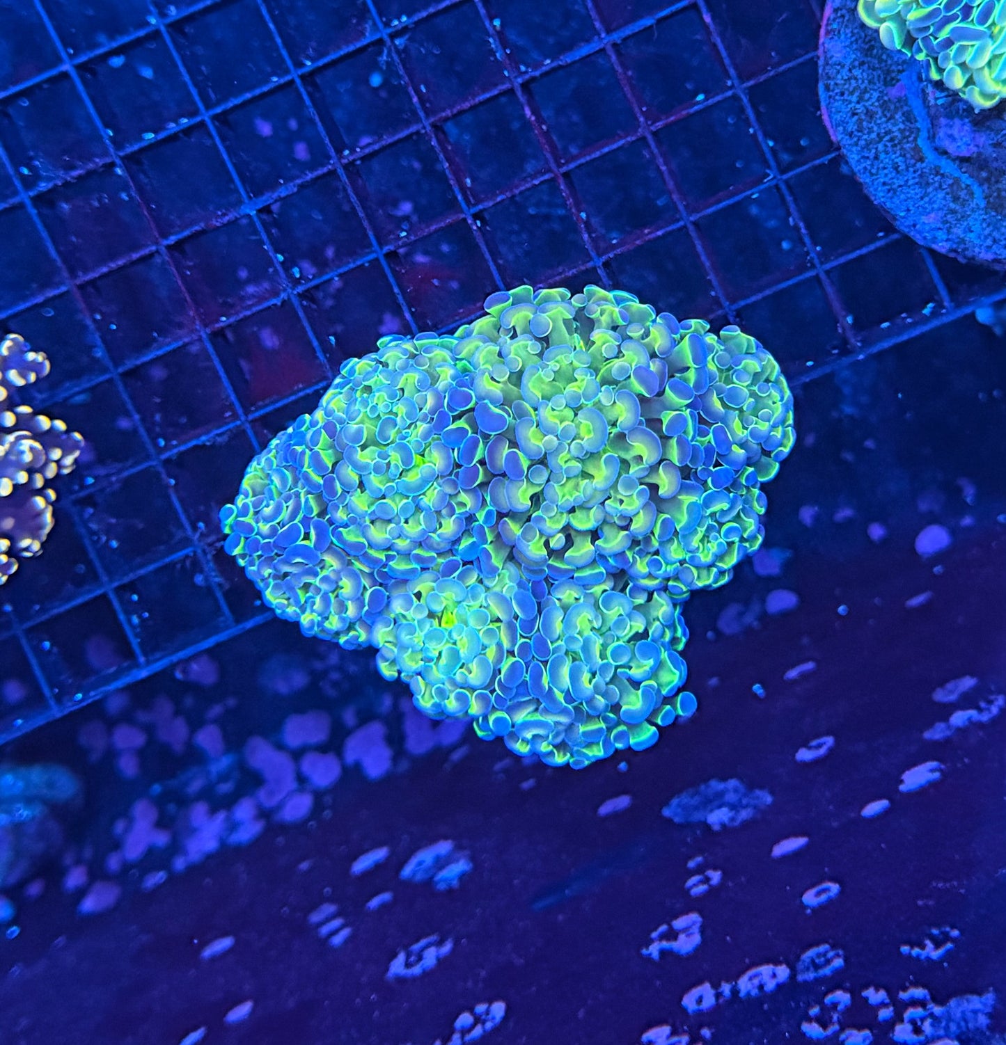 Hologram colony clearance