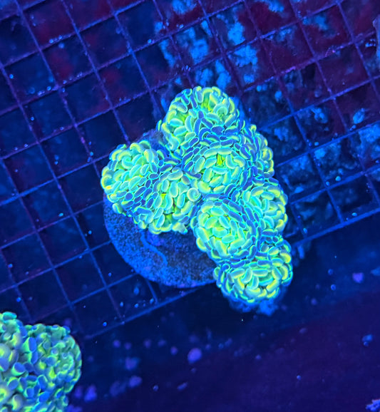 Hologram colony clearance