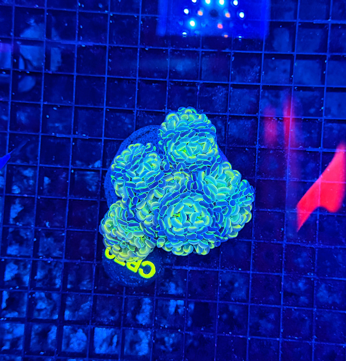 Hologram colony clearance