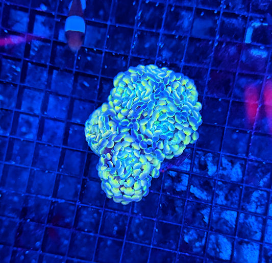 Hologram colony clearance