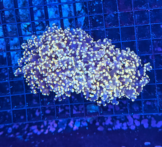 Frogspawn clearance