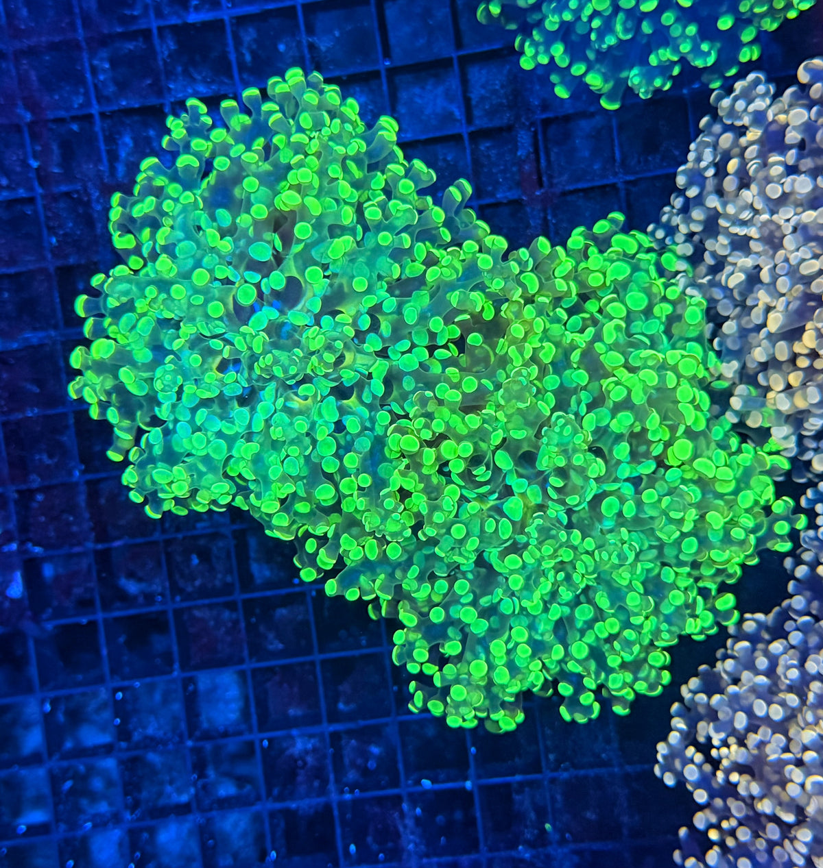 Frogspawn clearance
