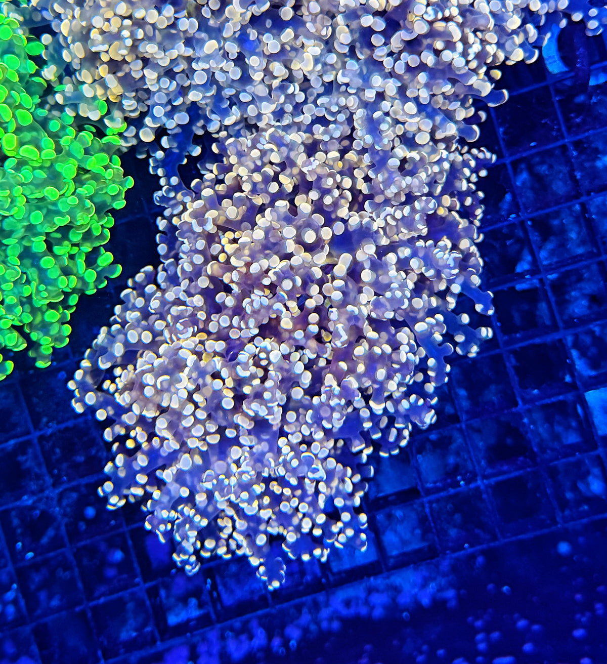 Frogspawn clearance