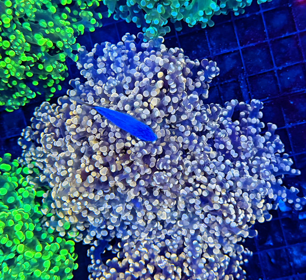 Frogspawn clearance