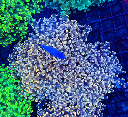 Frogspawn clearance