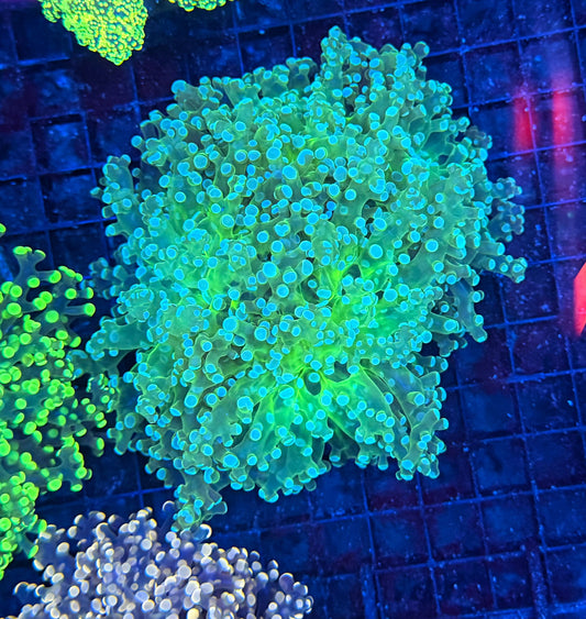Frogspawn clearance