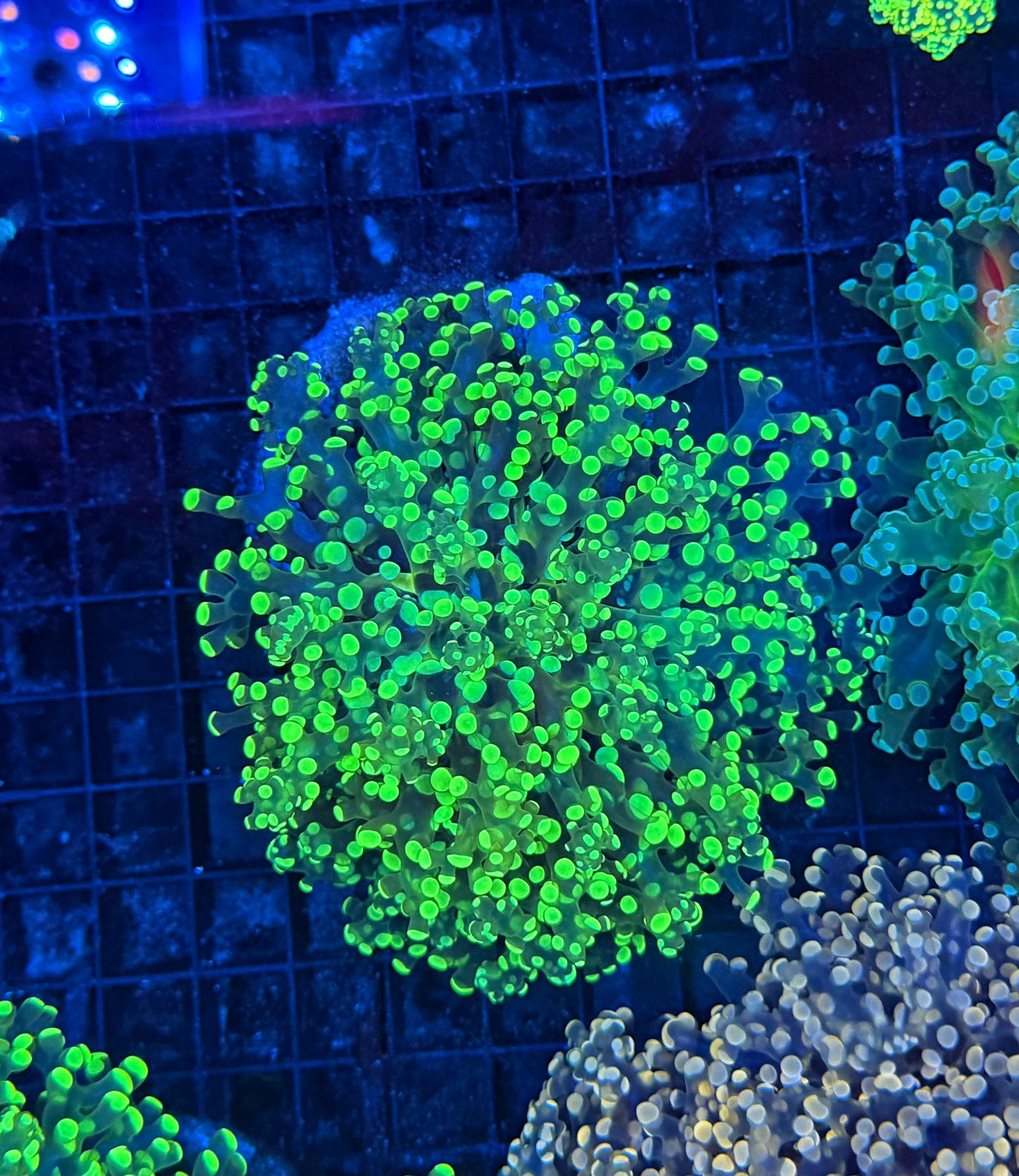 Frogspawn clearance