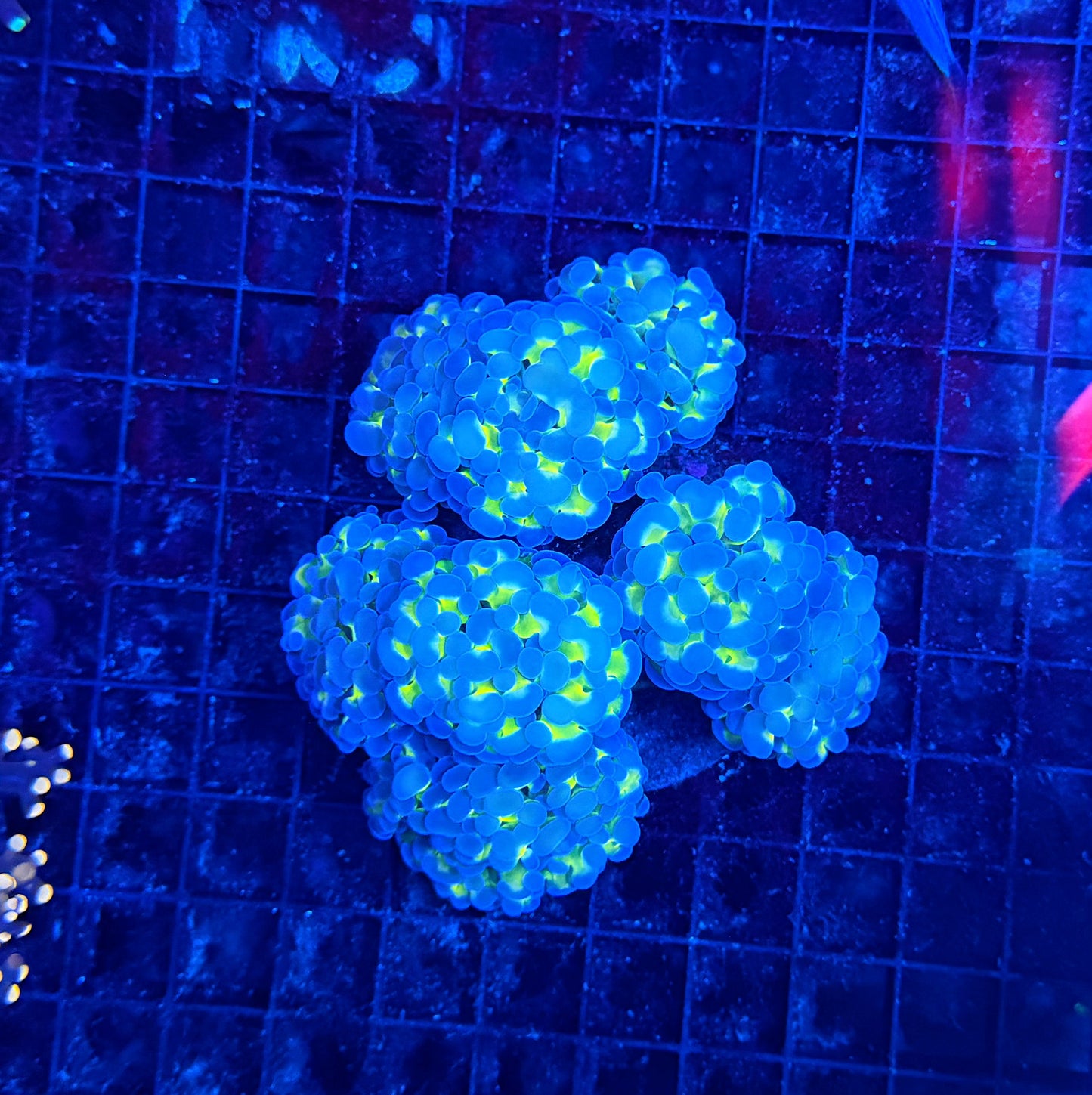 SP hammer colony clearance