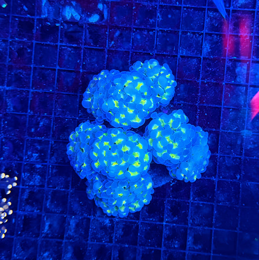 SP hammer colony clearance