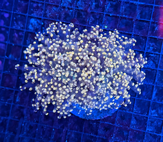 Frogspawn clearance