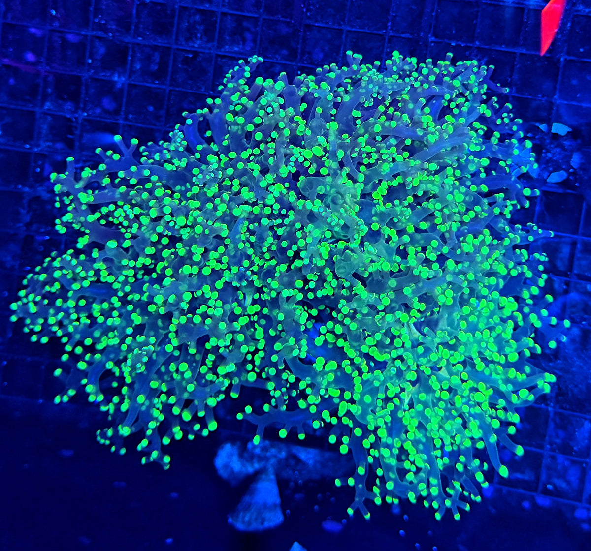 Frogspawn clearance