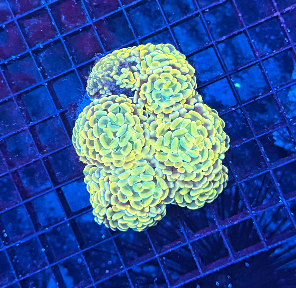 SP hammer colony clearance