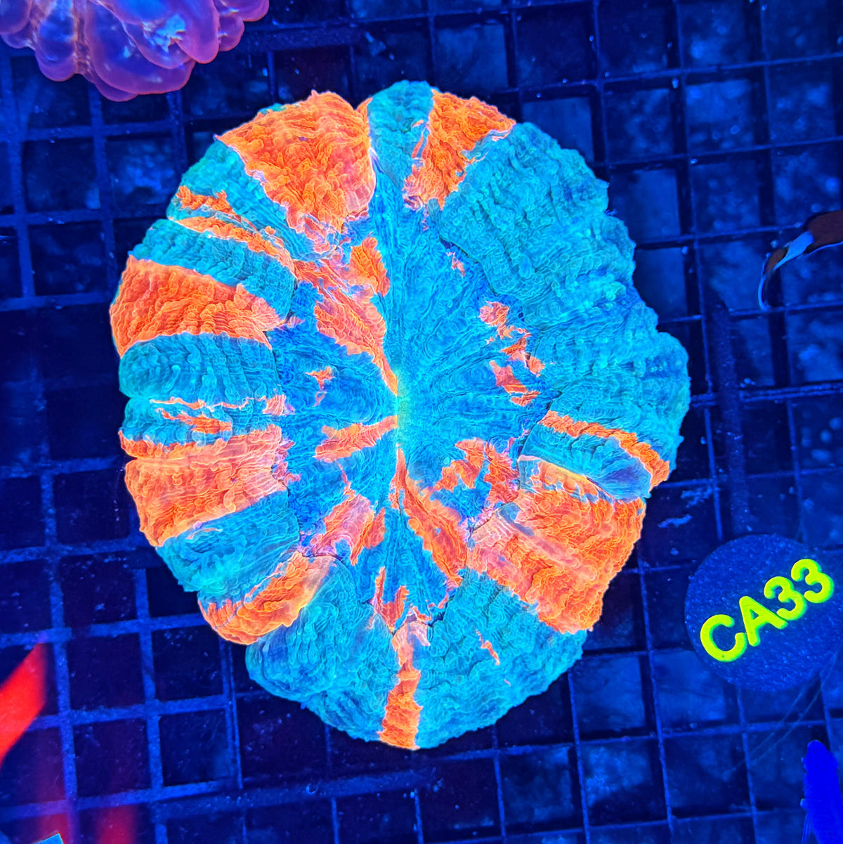 Rainbow acantho clearance