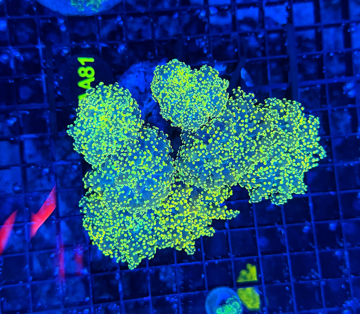 Rainbow frogspawn colony