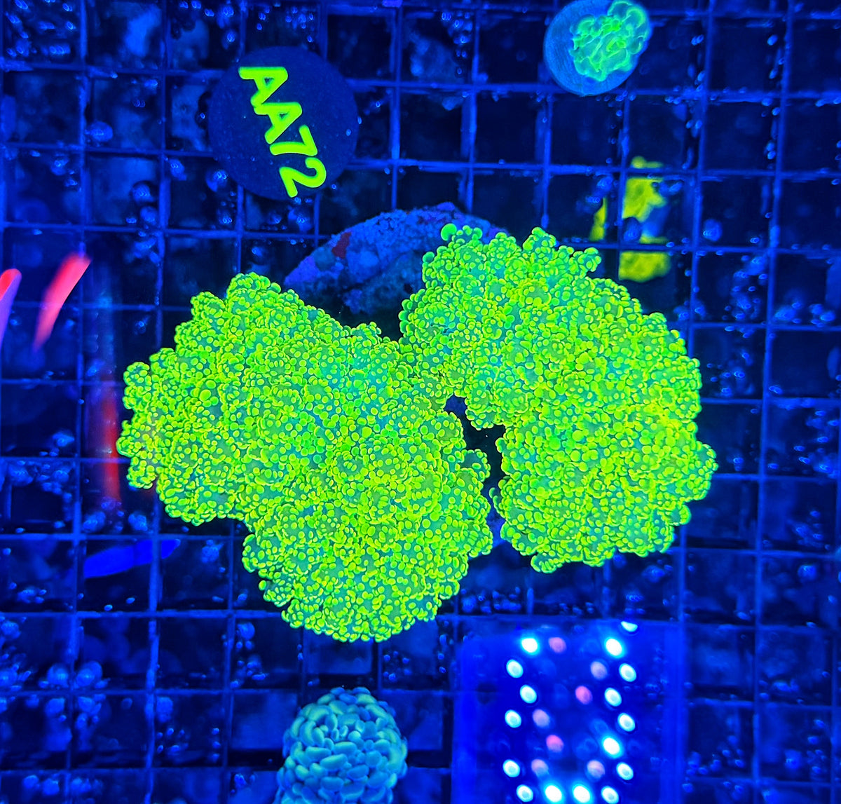 Rainbow frogspawn colony