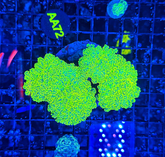 Rainbow frogspawn colony