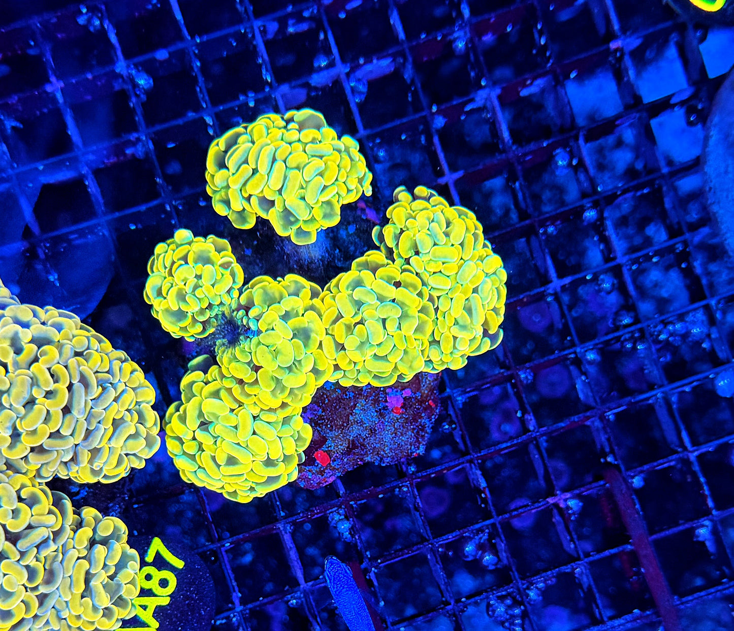 SP hammer colony clearance