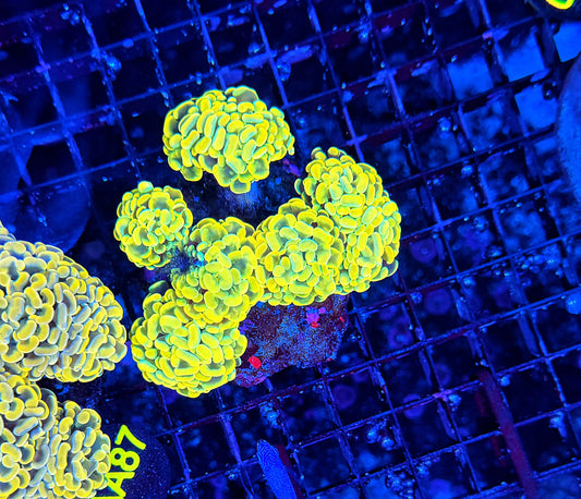 SP hammer colony clearance