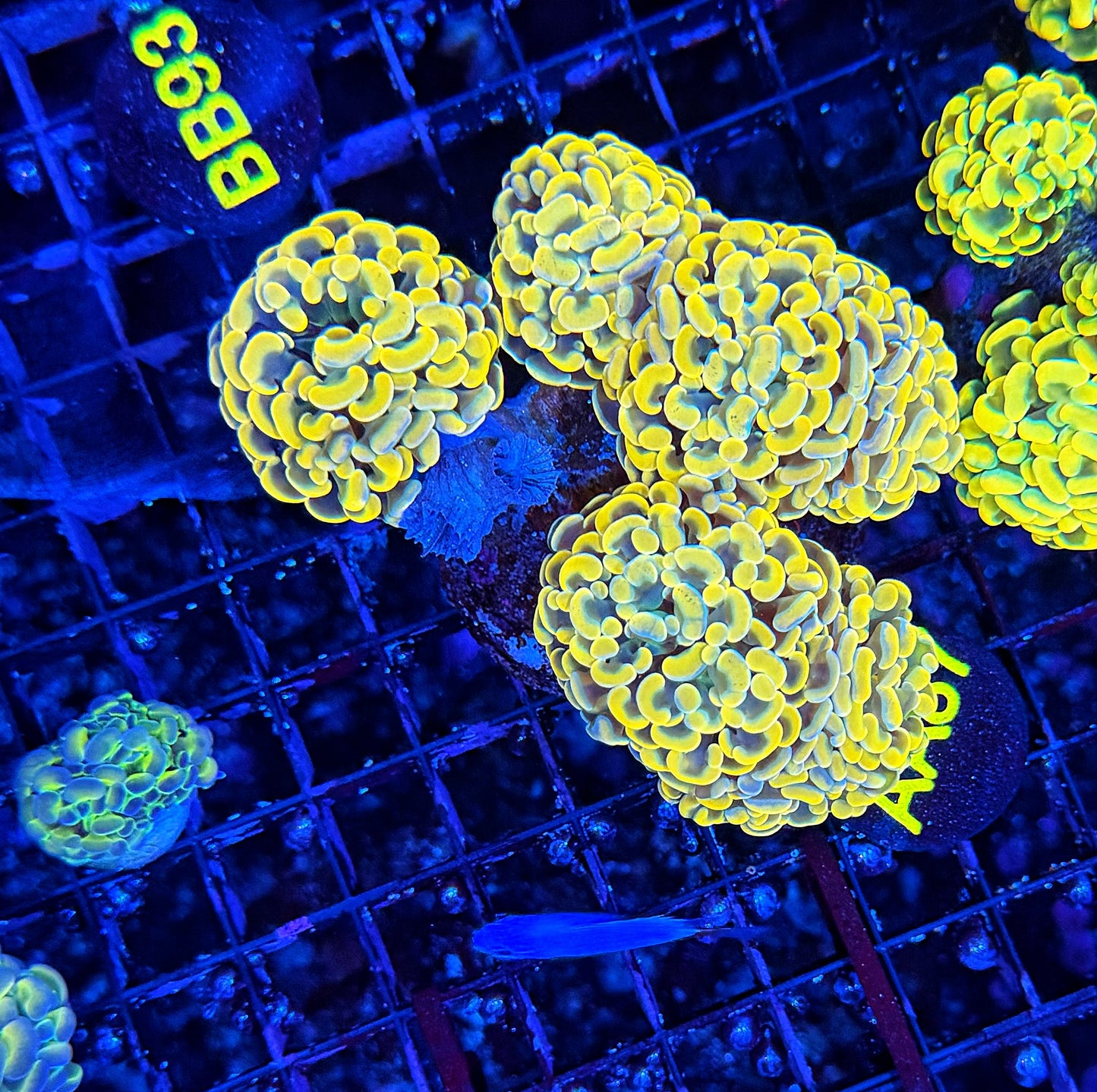 SP hammer colony clearance