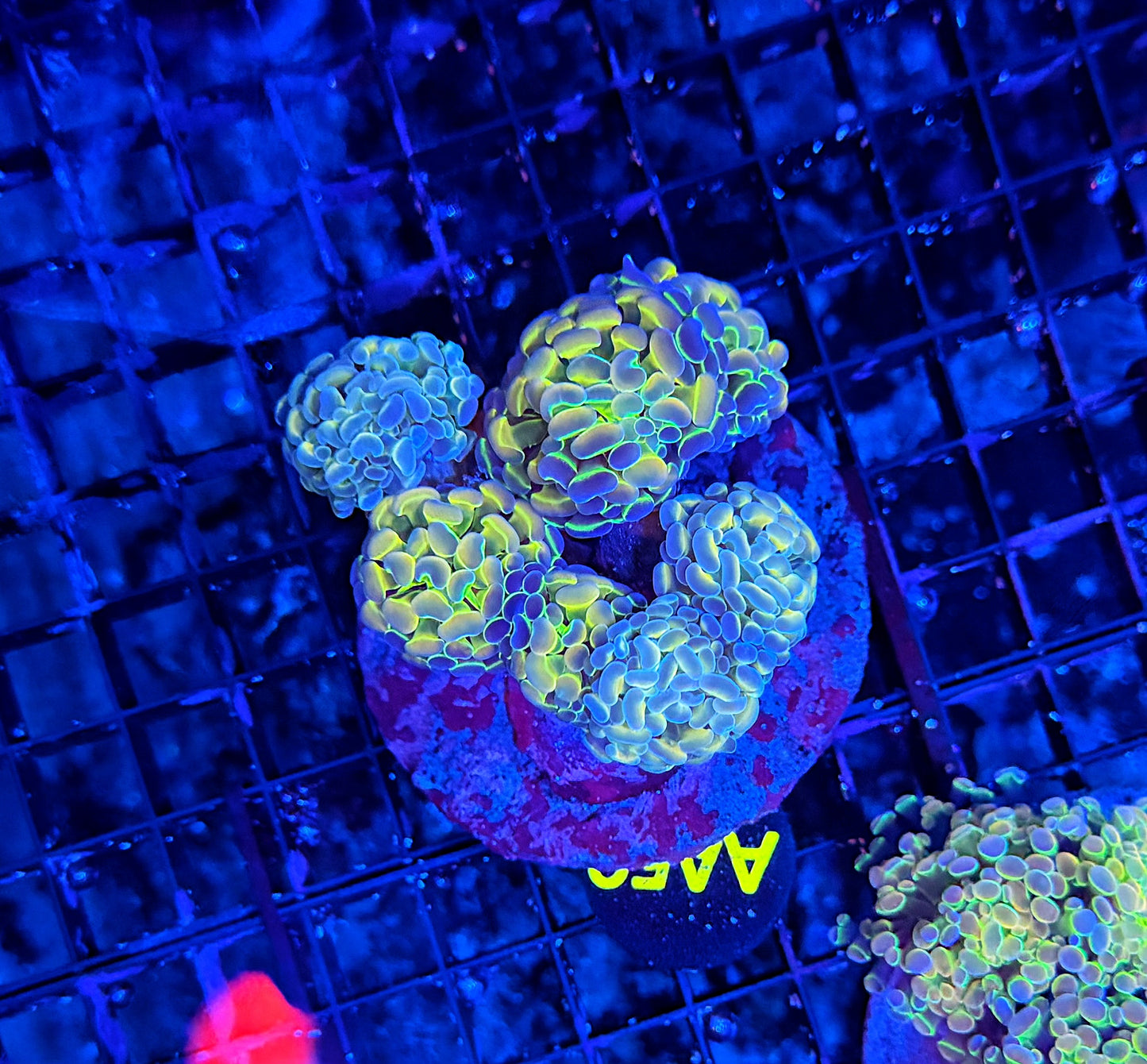 Hologram colony clearance