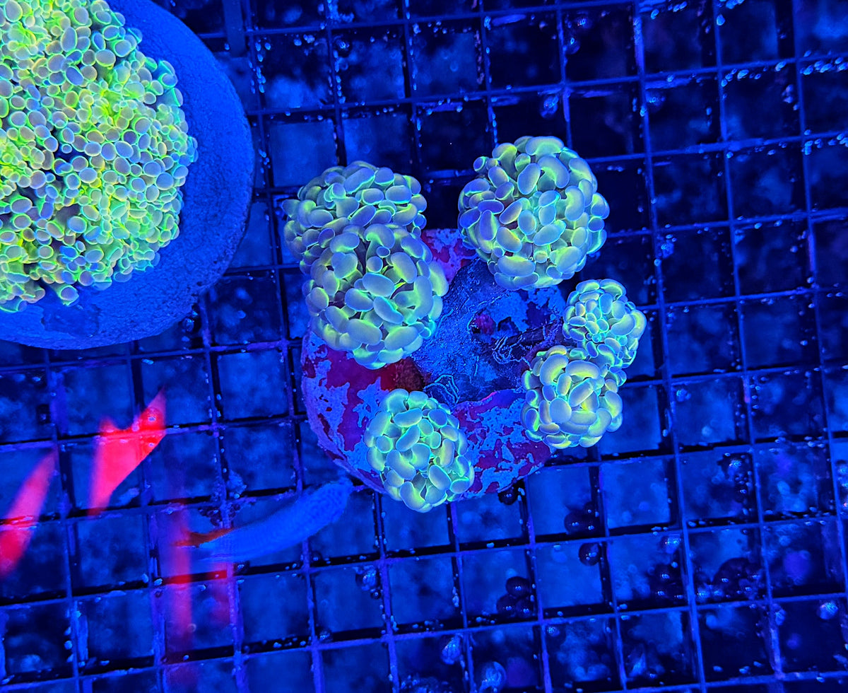 Hologram colony clearance