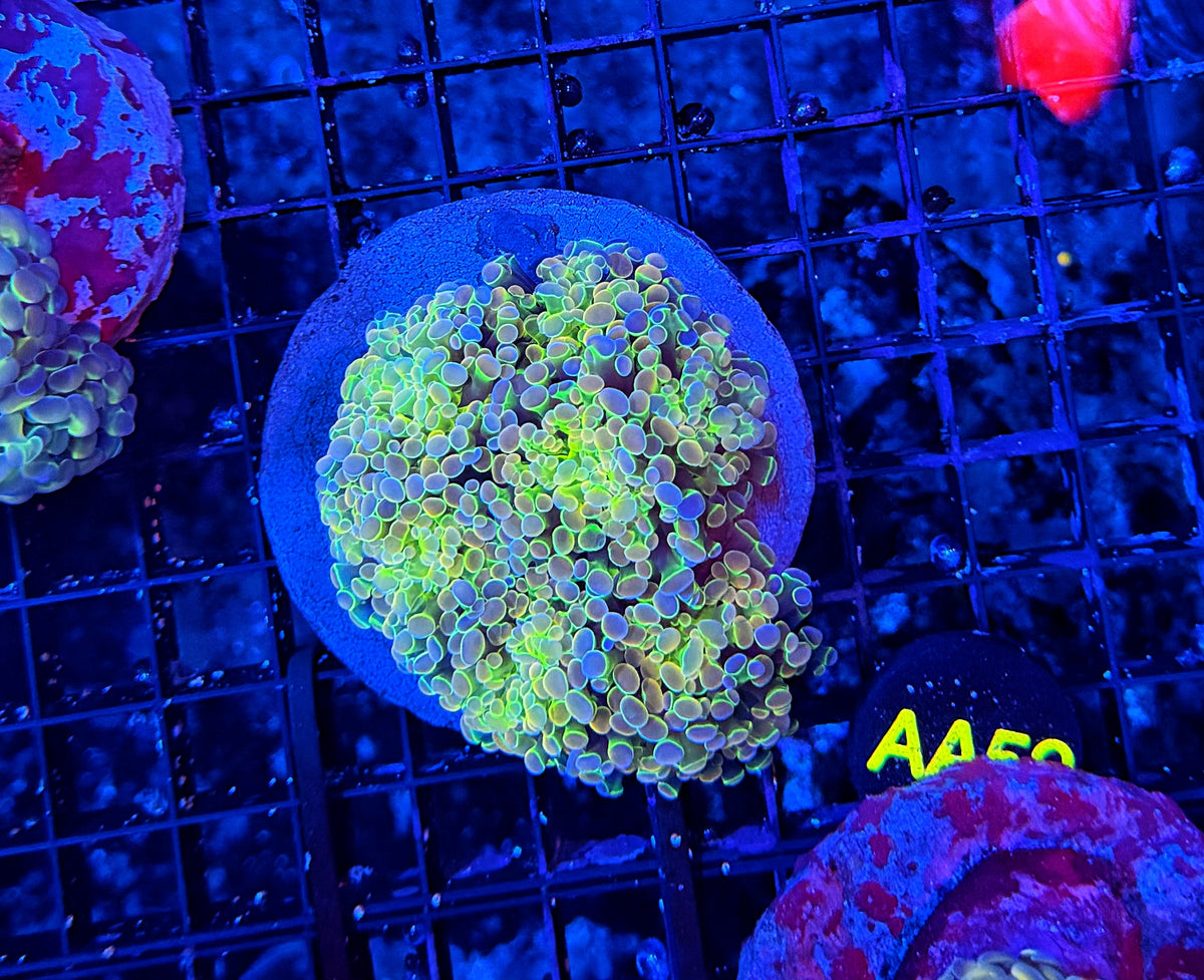 KDR rainbow hologram morph