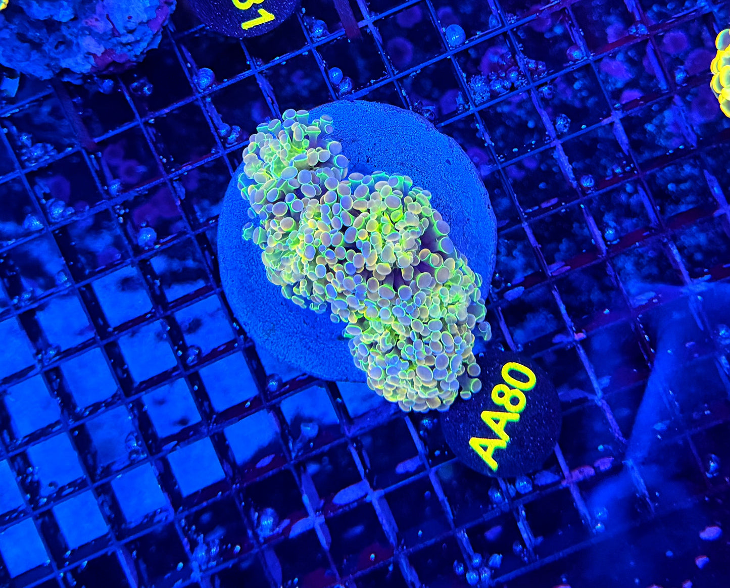 KDR rainbow hologram morph