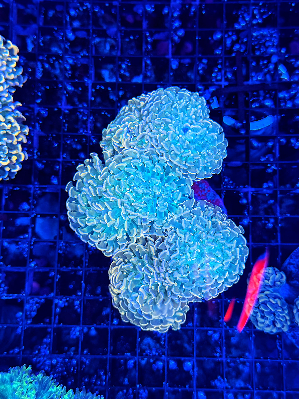 Rainbow fraggamer colony (frog x hammer)