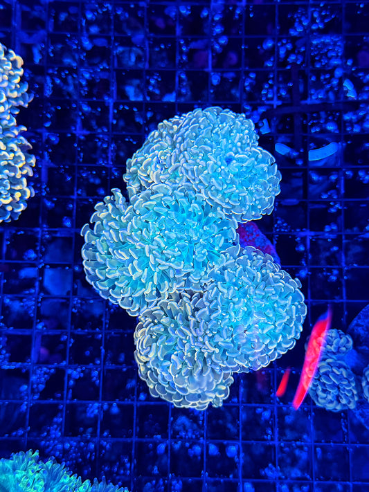 Rainbow fraggamer colony (frog x hammer)