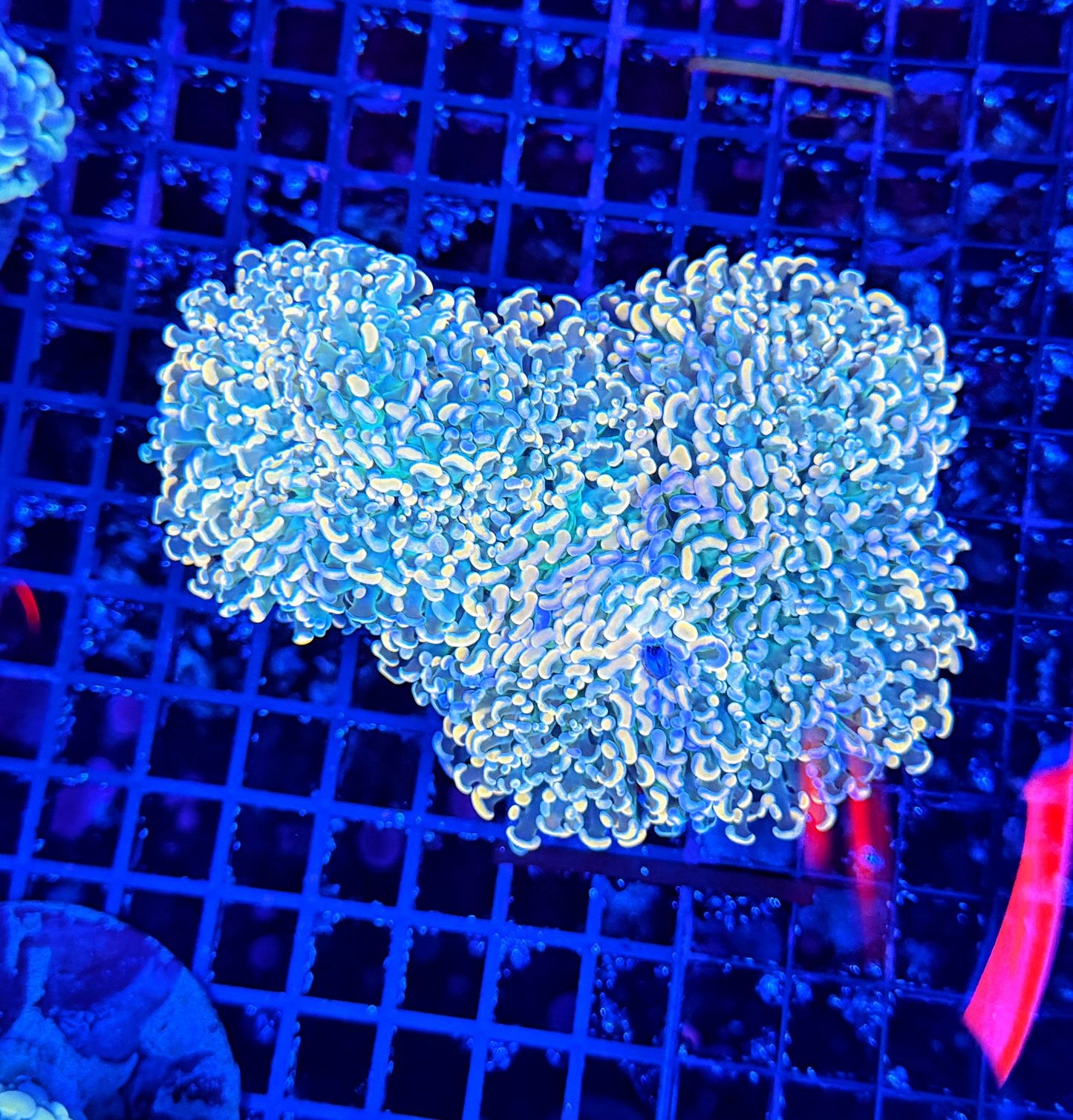 Rainbow fraggamer colony (frog x hammer)