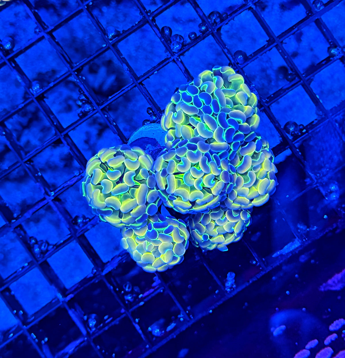 Hologram colony clearance