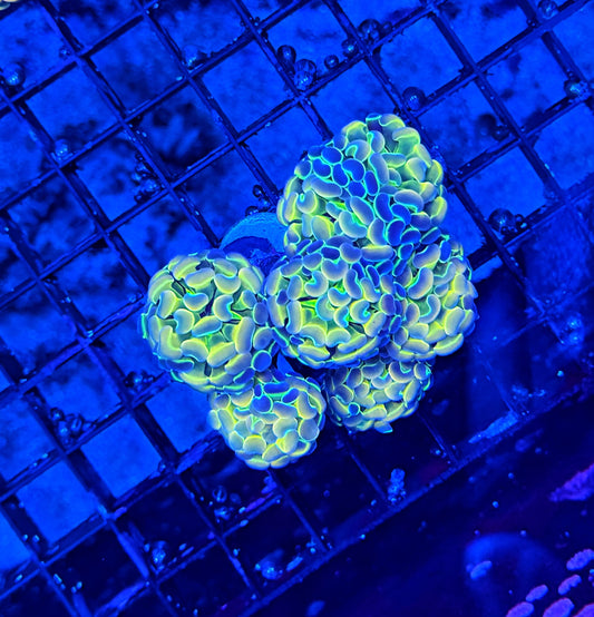 Hologram colony clearance