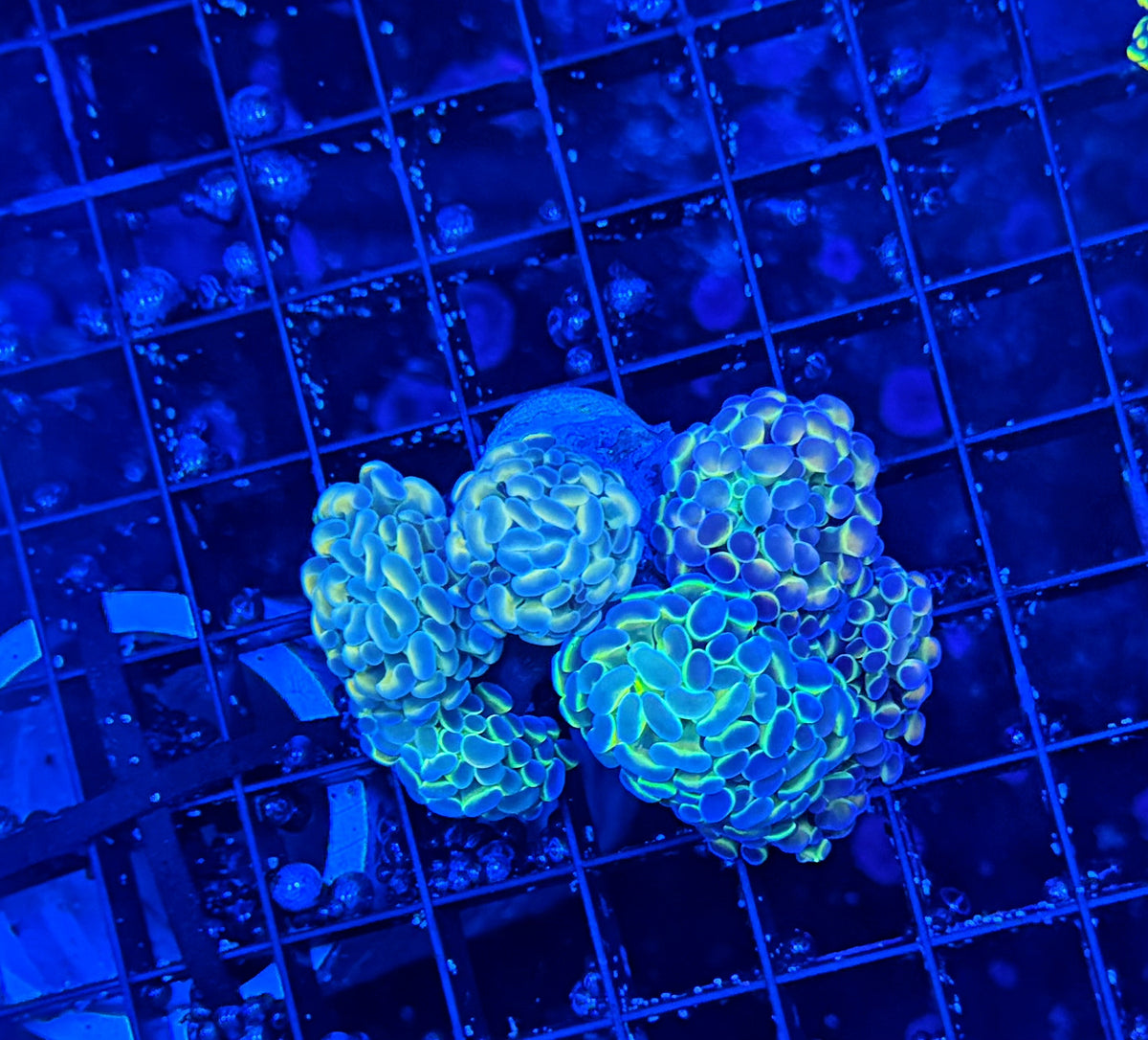 Hologram colony clearance