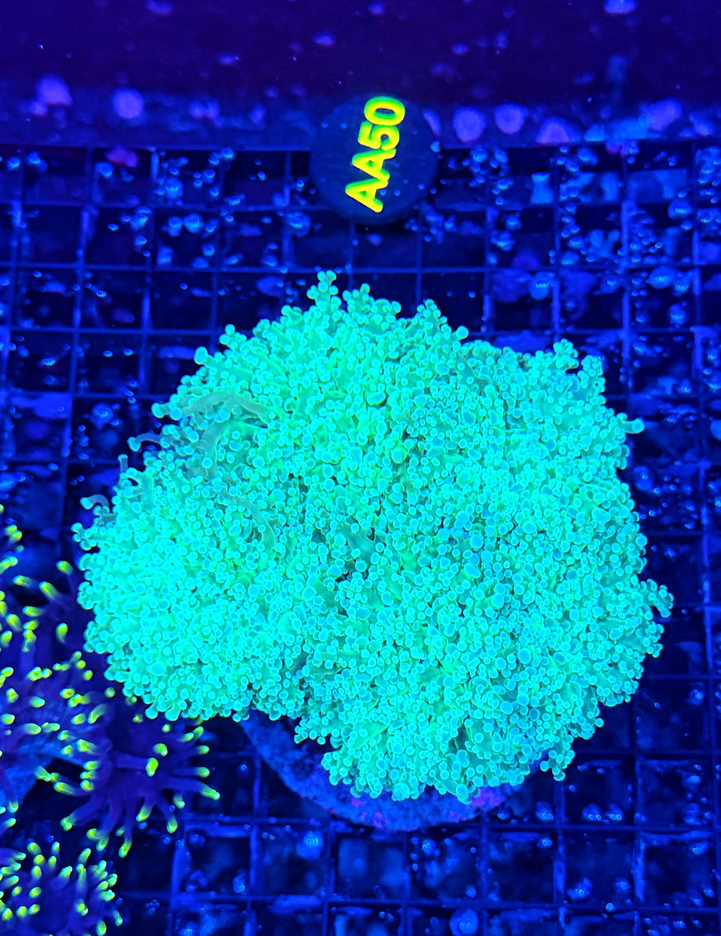 Frogspawn colony clearance