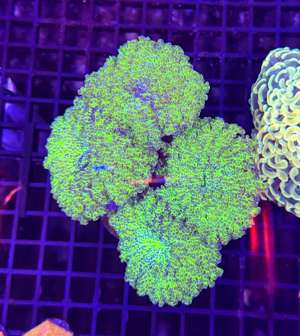 Malay noodle frogspawn colony
