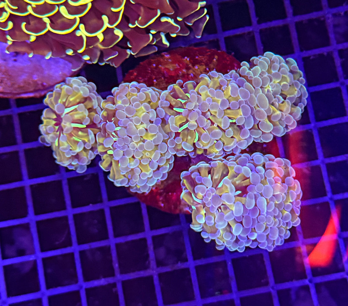SP hammer colony clearance