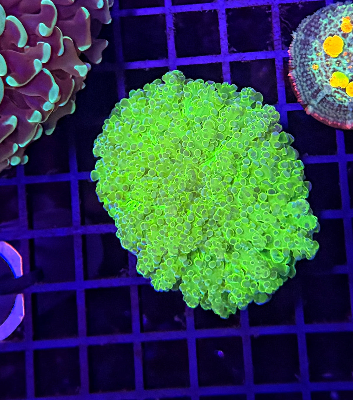 Malay noodle frogspawn