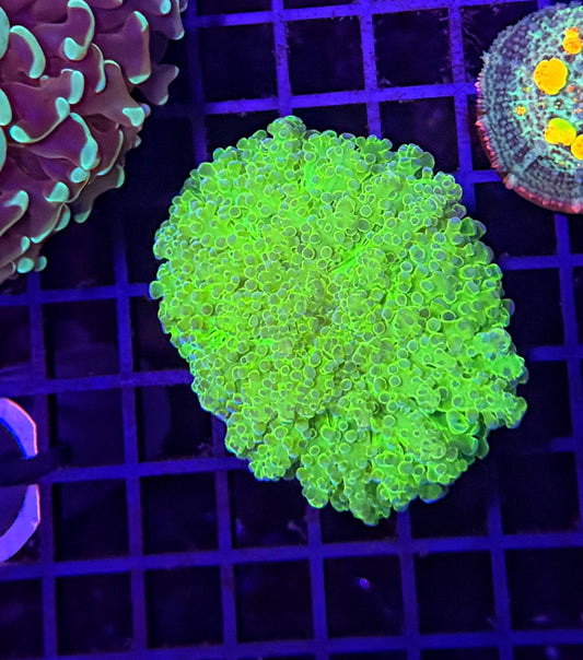 Malay noodle frogspawn