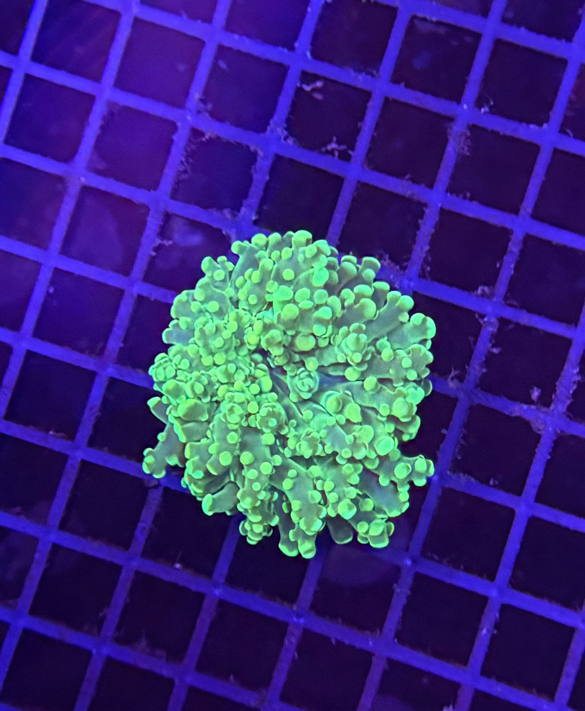 Frogspawn clearance