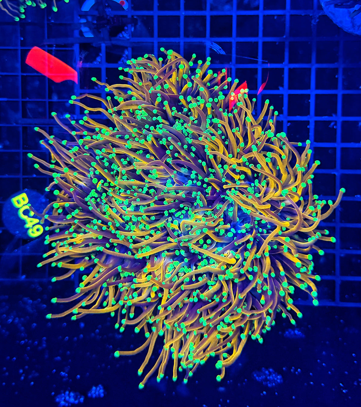 Indo gold cuttable 6-12+ heads colony large (top bleached little)