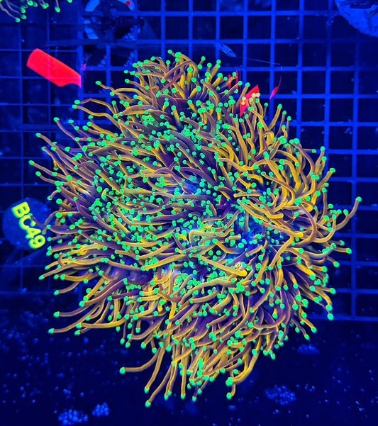 Indo gold cuttable 6-12+ heads colony large (top bleached little)